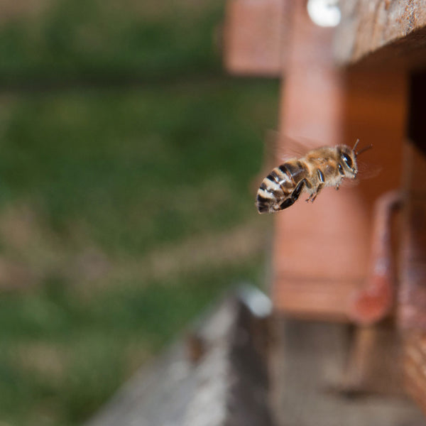Das kleinste Haustier der Welt: Bienen und die Landwirtschaft
