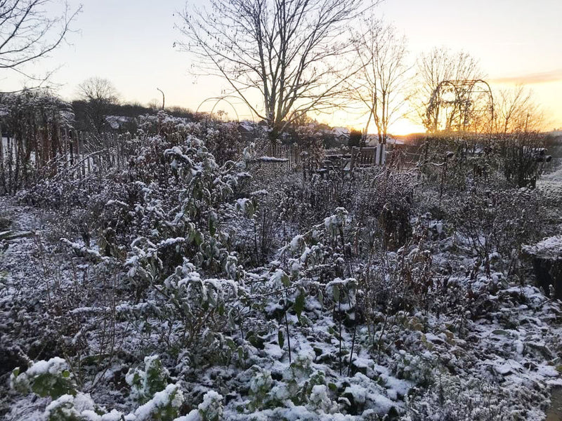 Leise rieselt der Schnee bei Kramerhonig