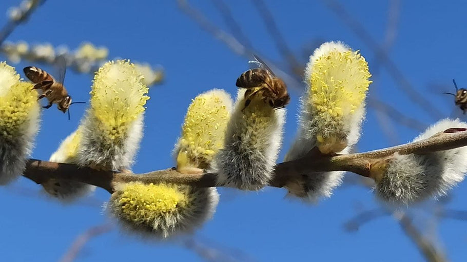 Hoffen auf das Frühjahr