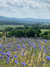 Lade das Bild in den Galerie-Viewer, Kornblumeneld im Taunus mit Blick auf den Großen Feldberg.
